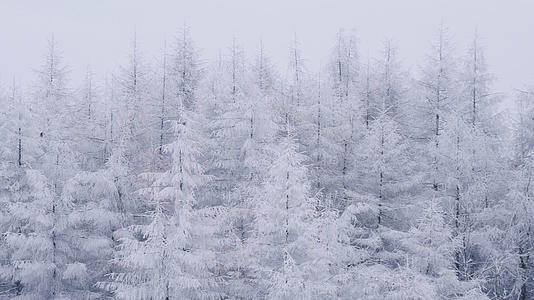 4K实拍唯美森林冰雪银装素裹视频的预览图