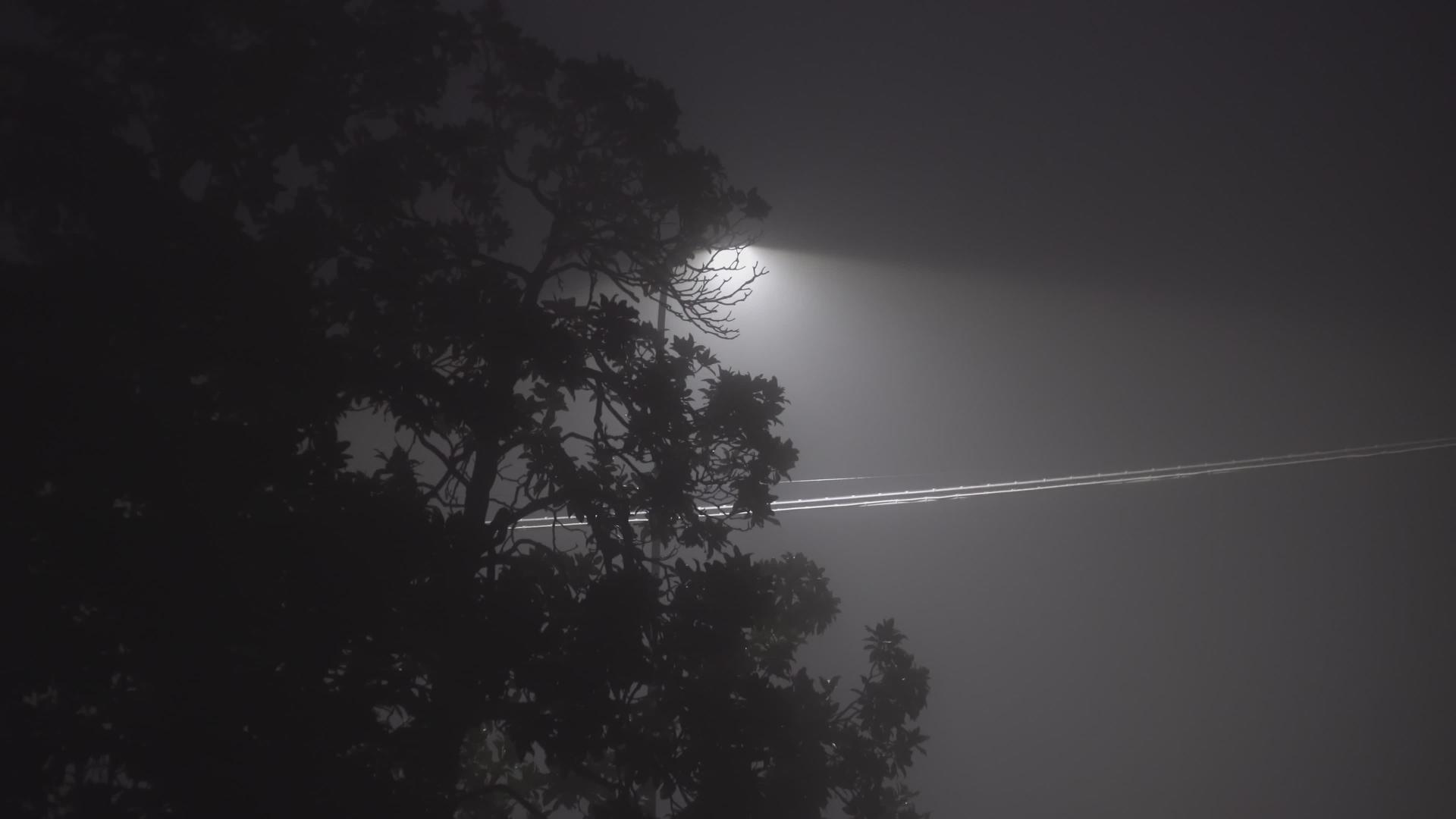 夜间有雾树视频的预览图