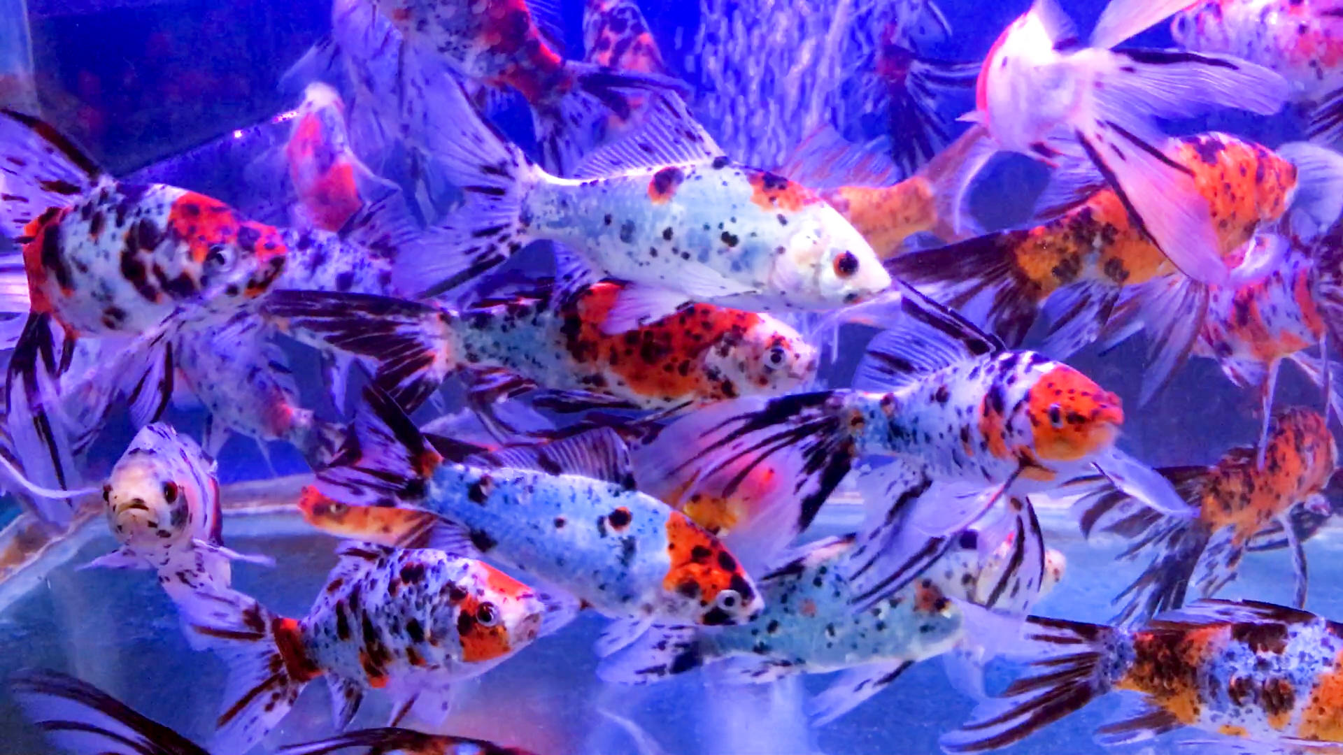 五彩斑斓观赏鱼视频的预览图