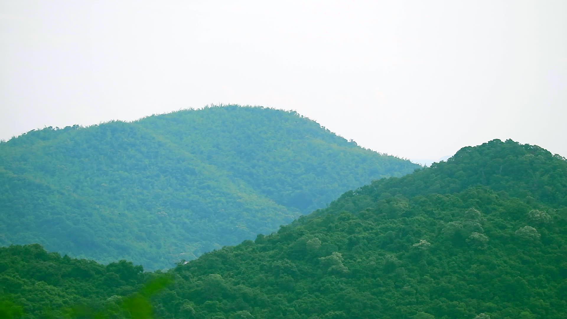 绿树和森林跨越山脉和海洋视频的预览图