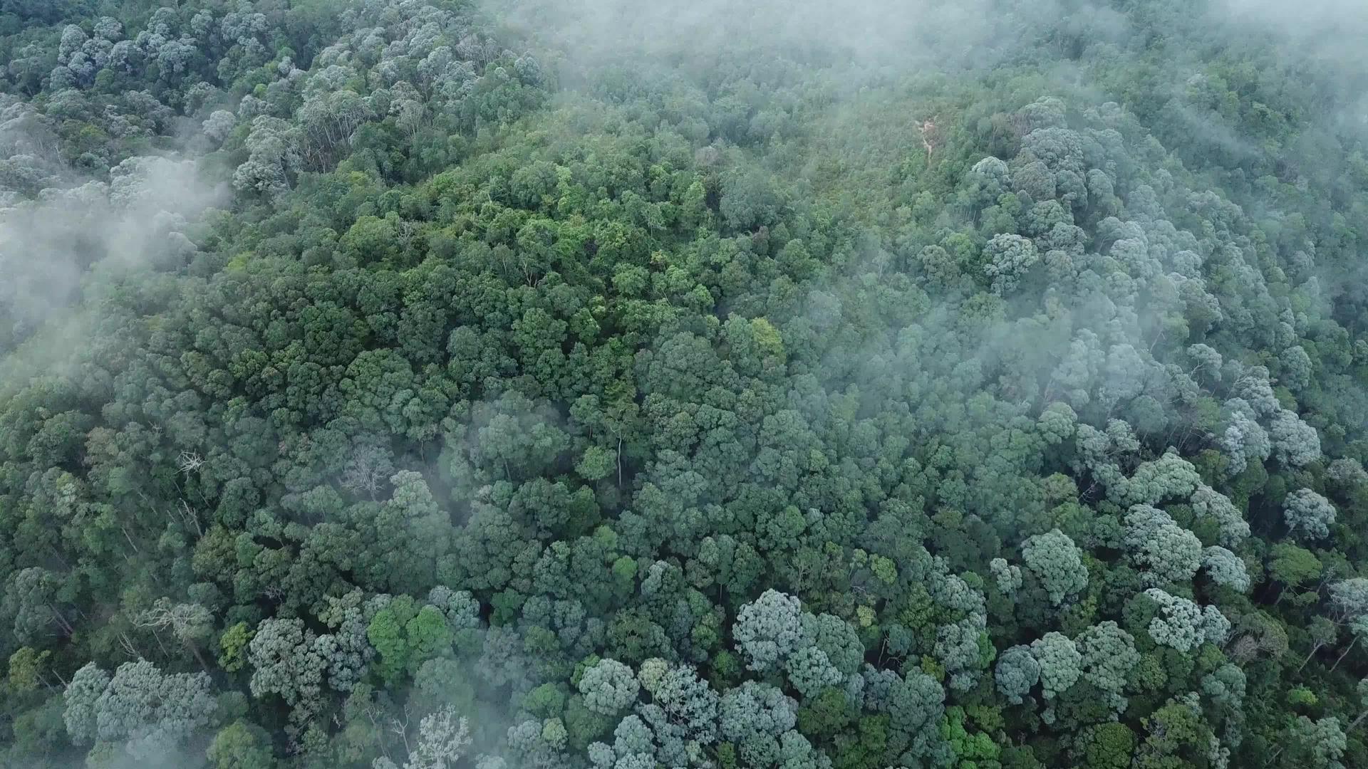 雾海飞越奉江山森林视频的预览图