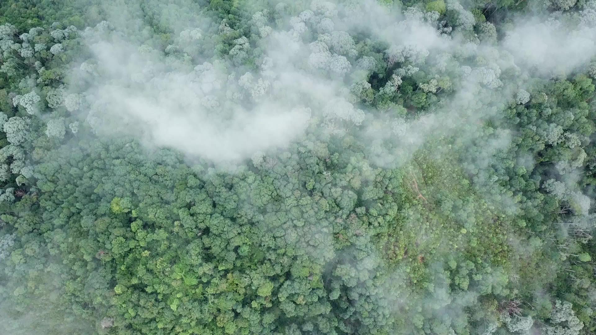仰望热带雨林的空气视频的预览图