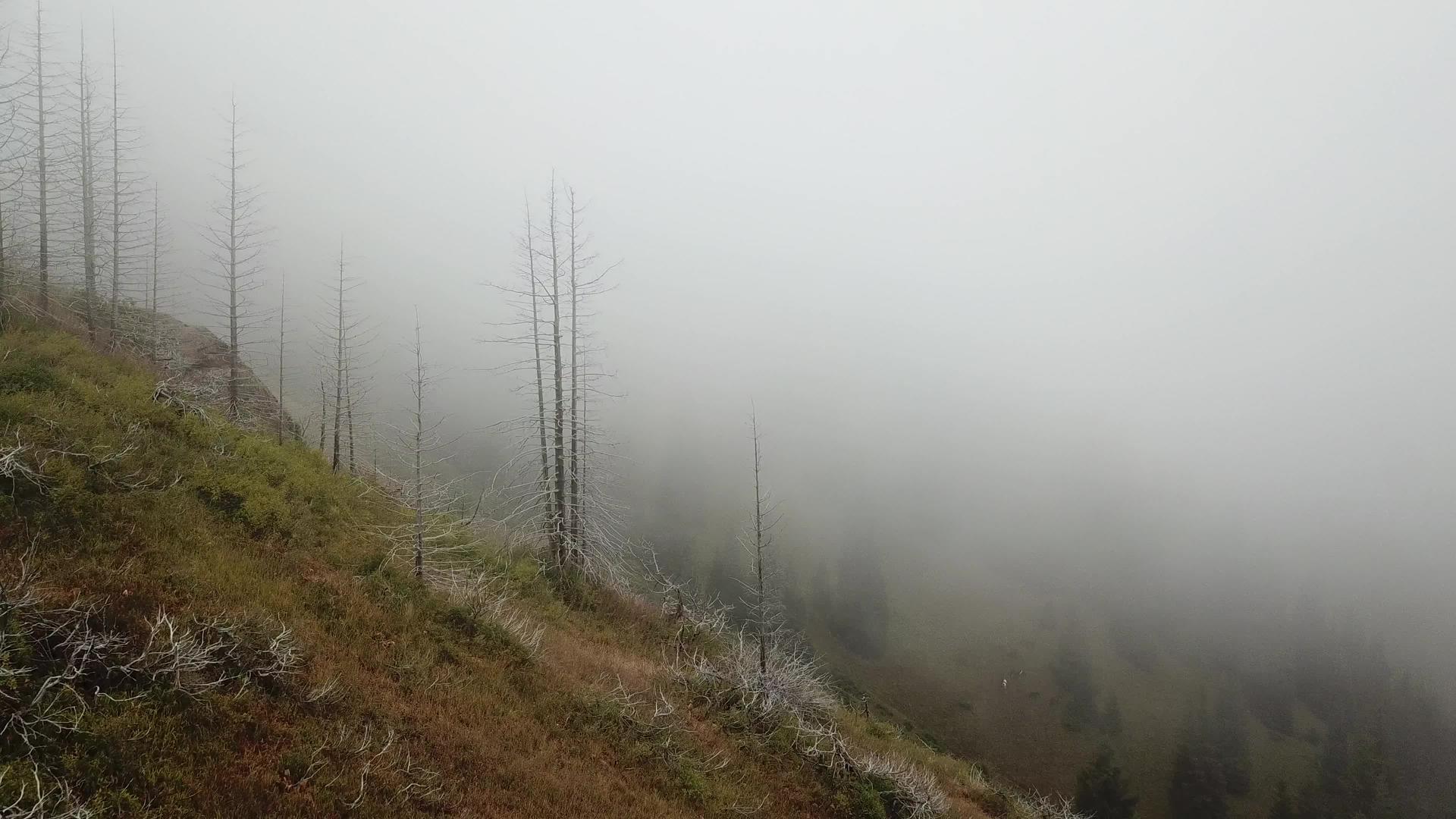 山中有浓雾视频的预览图