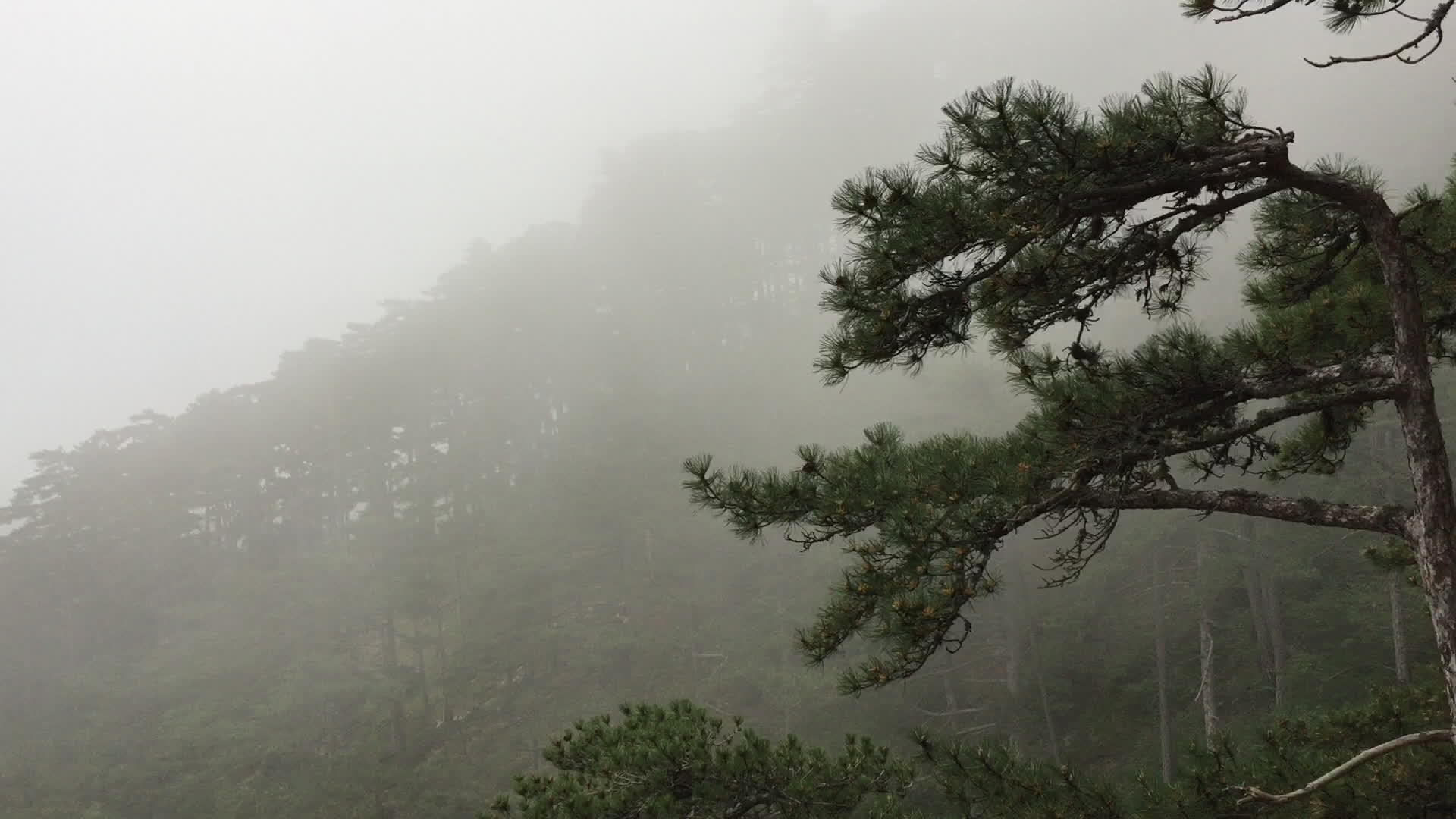 山上的森林被浓雾覆盖着美丽的自然景观视频的预览图