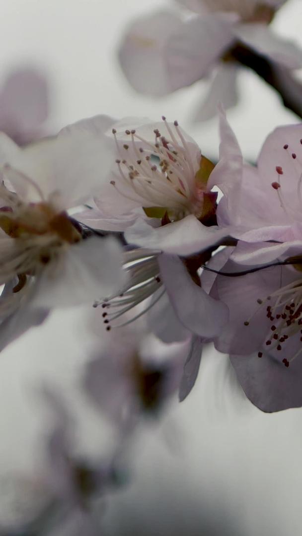 初春含苞待放的梅花视频的预览图
