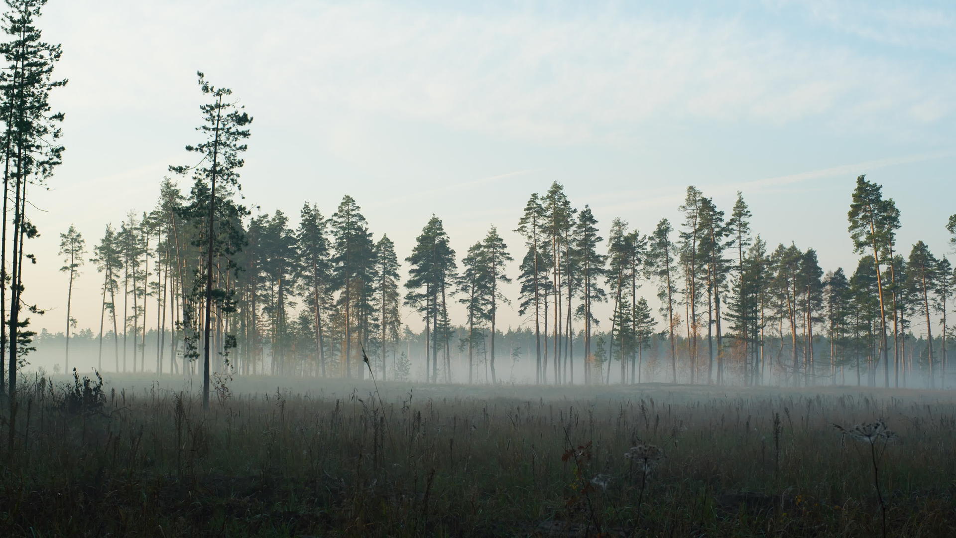 清晨在森林的迷雾中视频的预览图