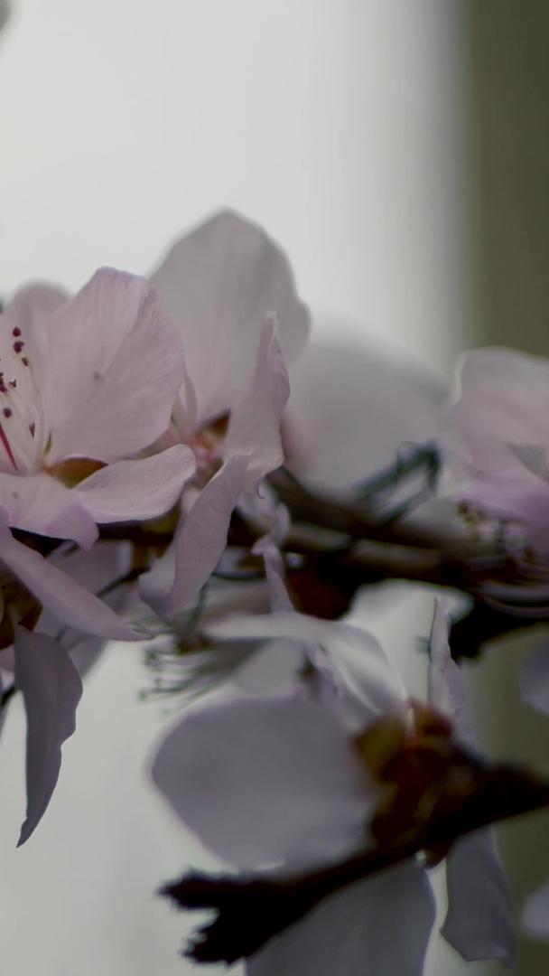 初春含苞待放的梅花视频的预览图