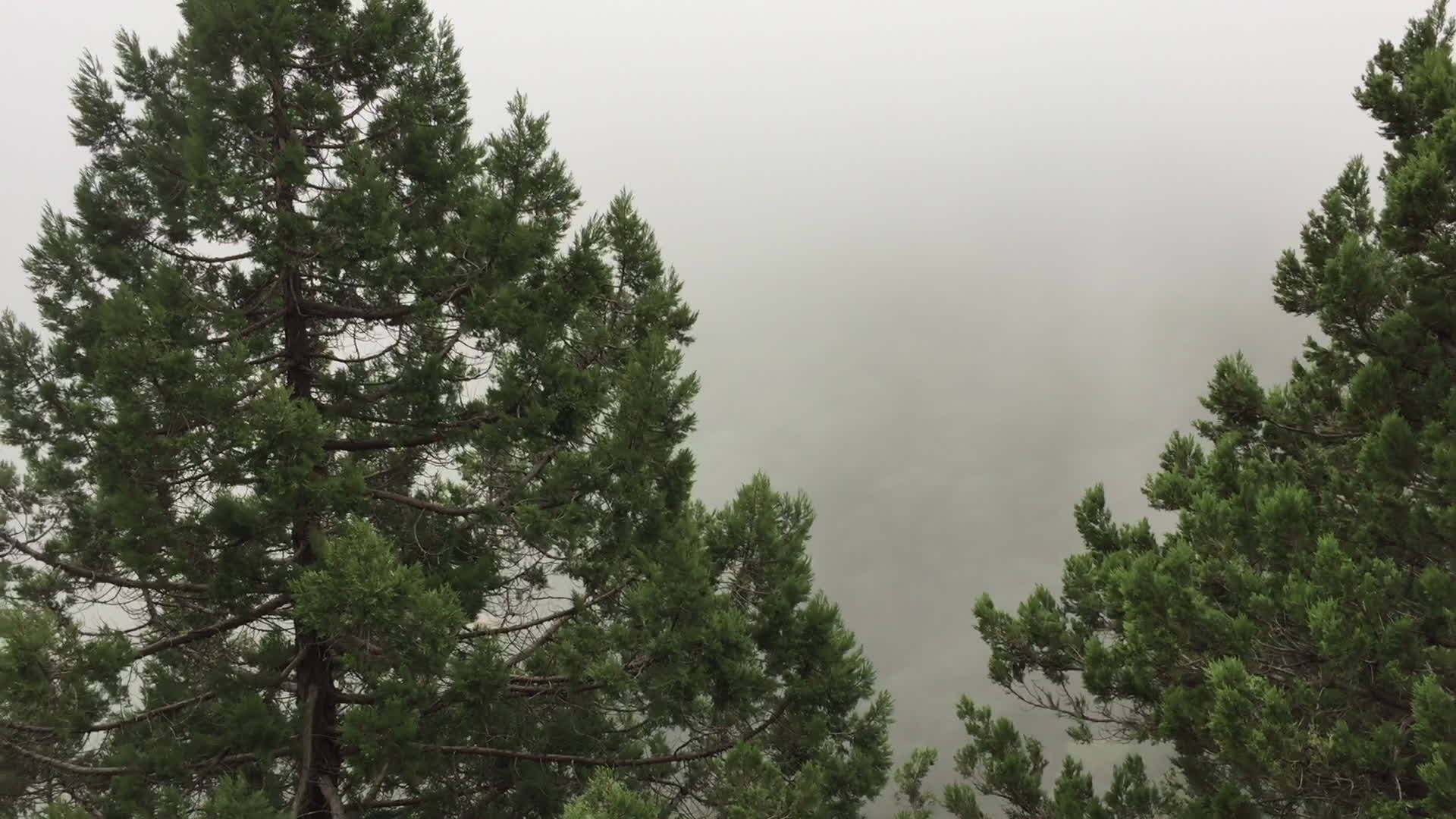 山上白晨雾下的金字塔树在高地风景的迷雾中全景观山林视频的预览图