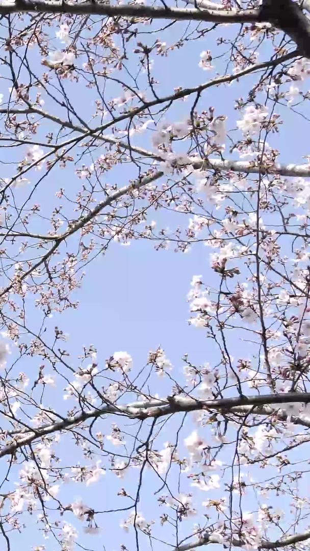 三个角度的樱花树林视频的预览图