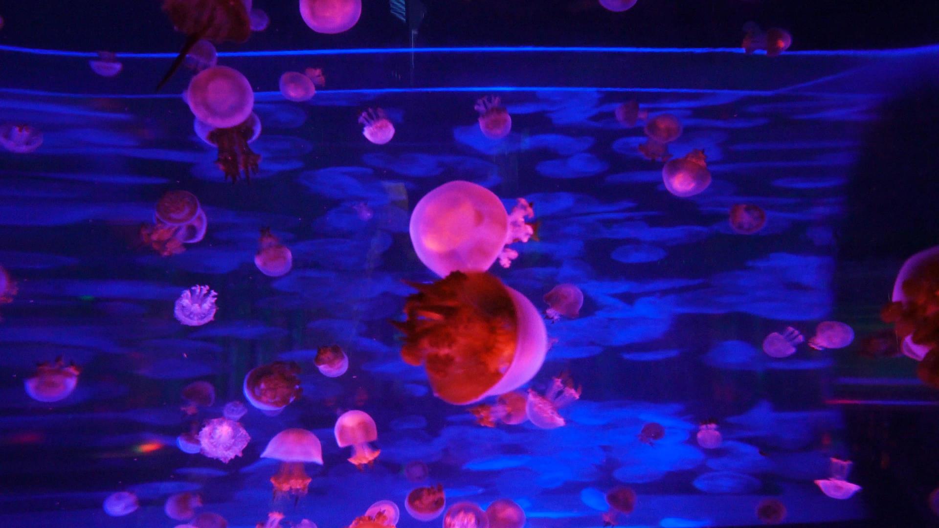 4k水母在水中漂流视频的预览图