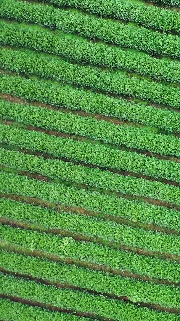 多角度航拍拍摄茶叶种植园茶树视频的预览图
