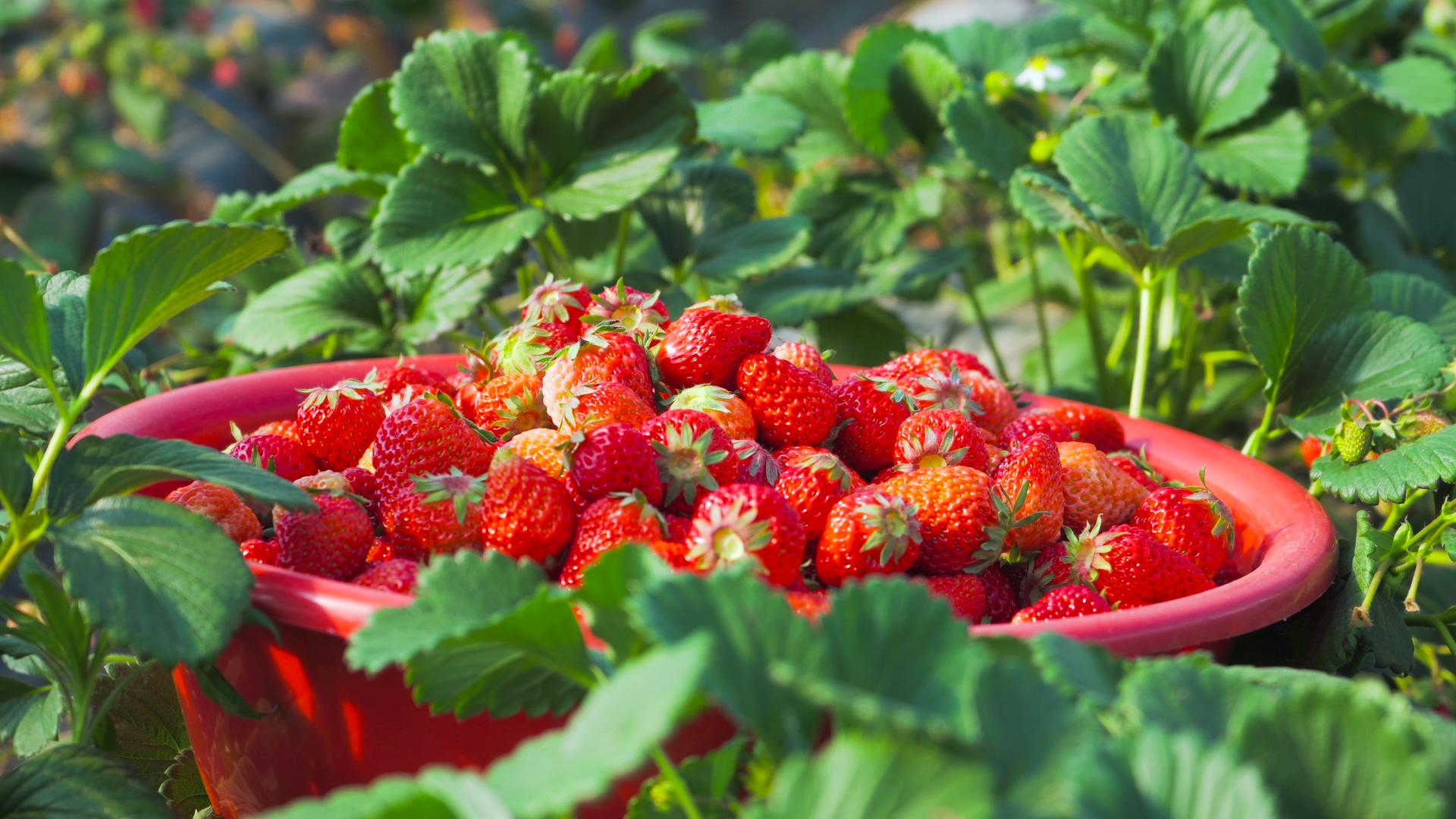 草莓园采草莓园4K实拍草莓采草莓园采草莓视频的预览图