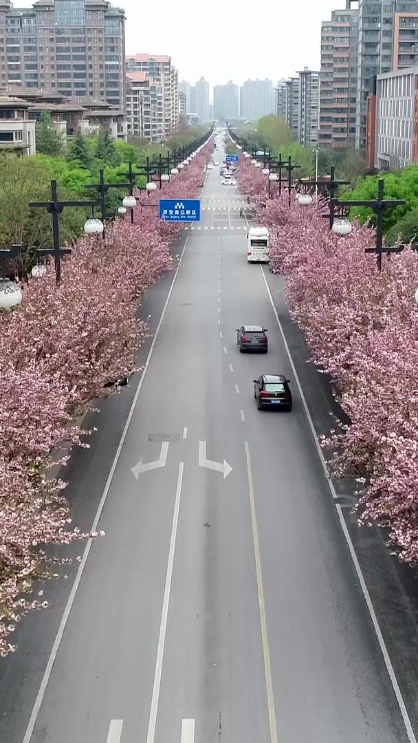 城市樱花街道航拍视频的预览图