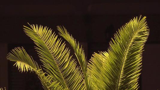 绿棕榈树在夜间视频的预览图