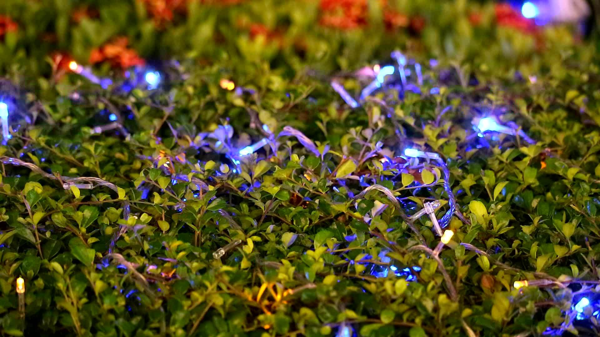 花园树在夜间多彩多彩的灯饰视频的预览图