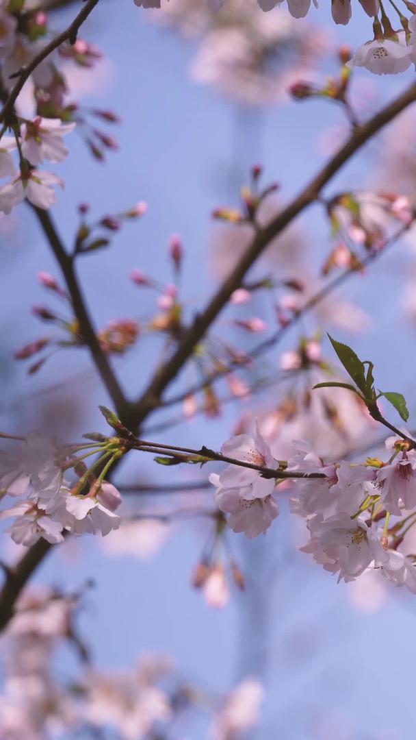 春天蓝天白樱花素材白色樱花素材视频的预览图