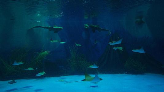 4k水族馆里的小鲨鱼和魔鬼鱼视频的预览图