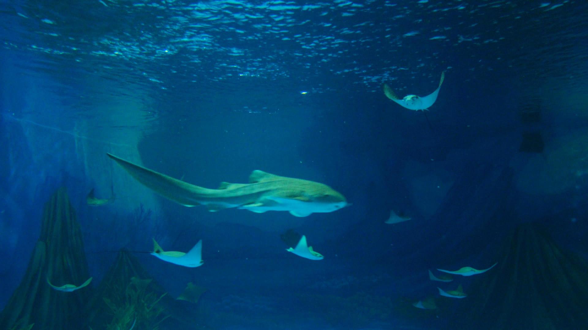4k水族箱中的小鲨鱼和蝠鲼视频的预览图