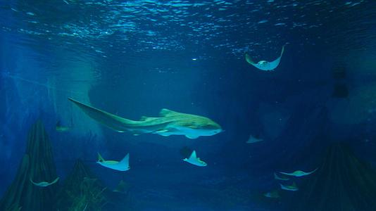 4k水族箱中的小鲨鱼和蝠鲼视频的预览图
