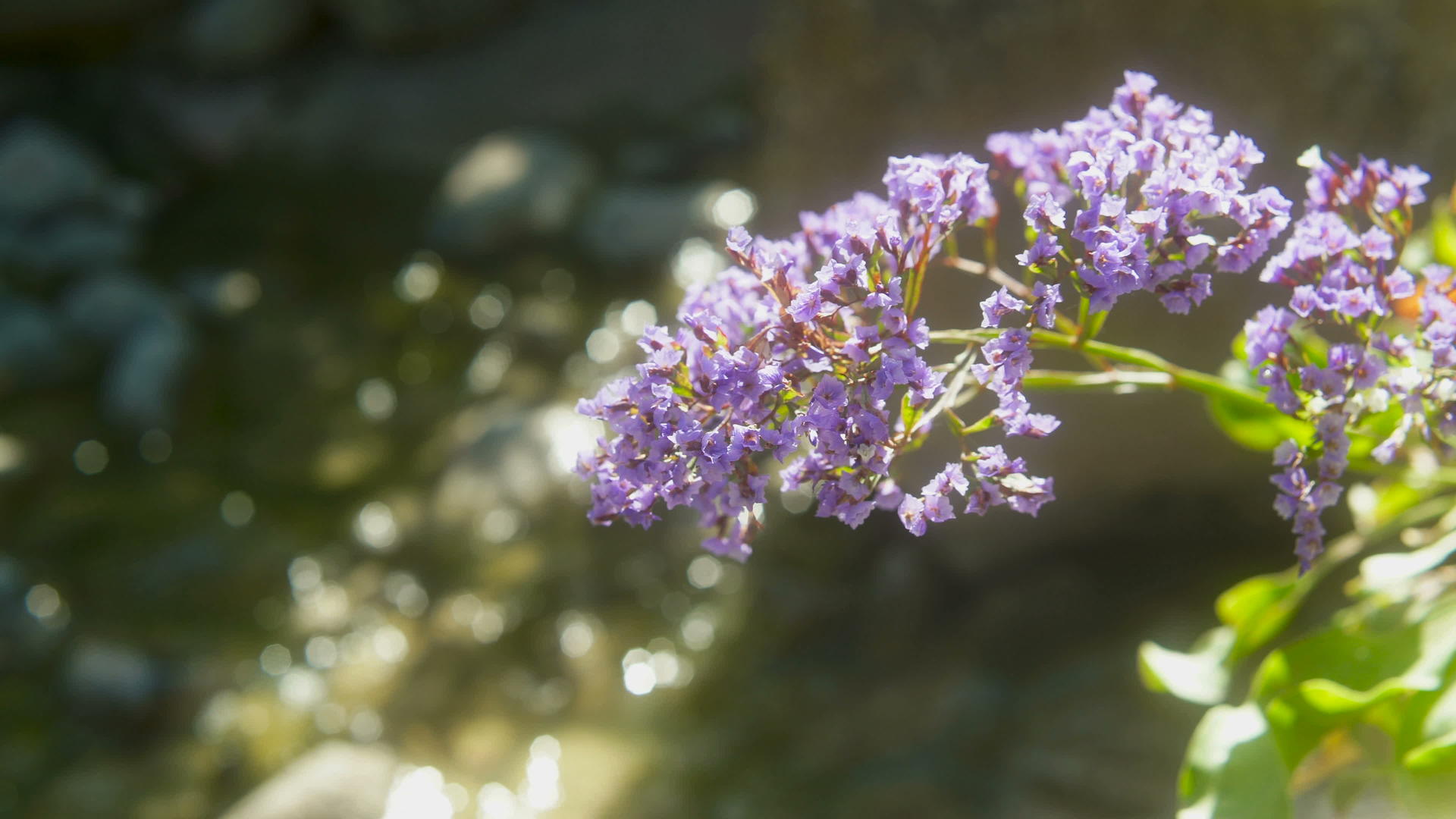 河上的紫色花朵视频的预览图