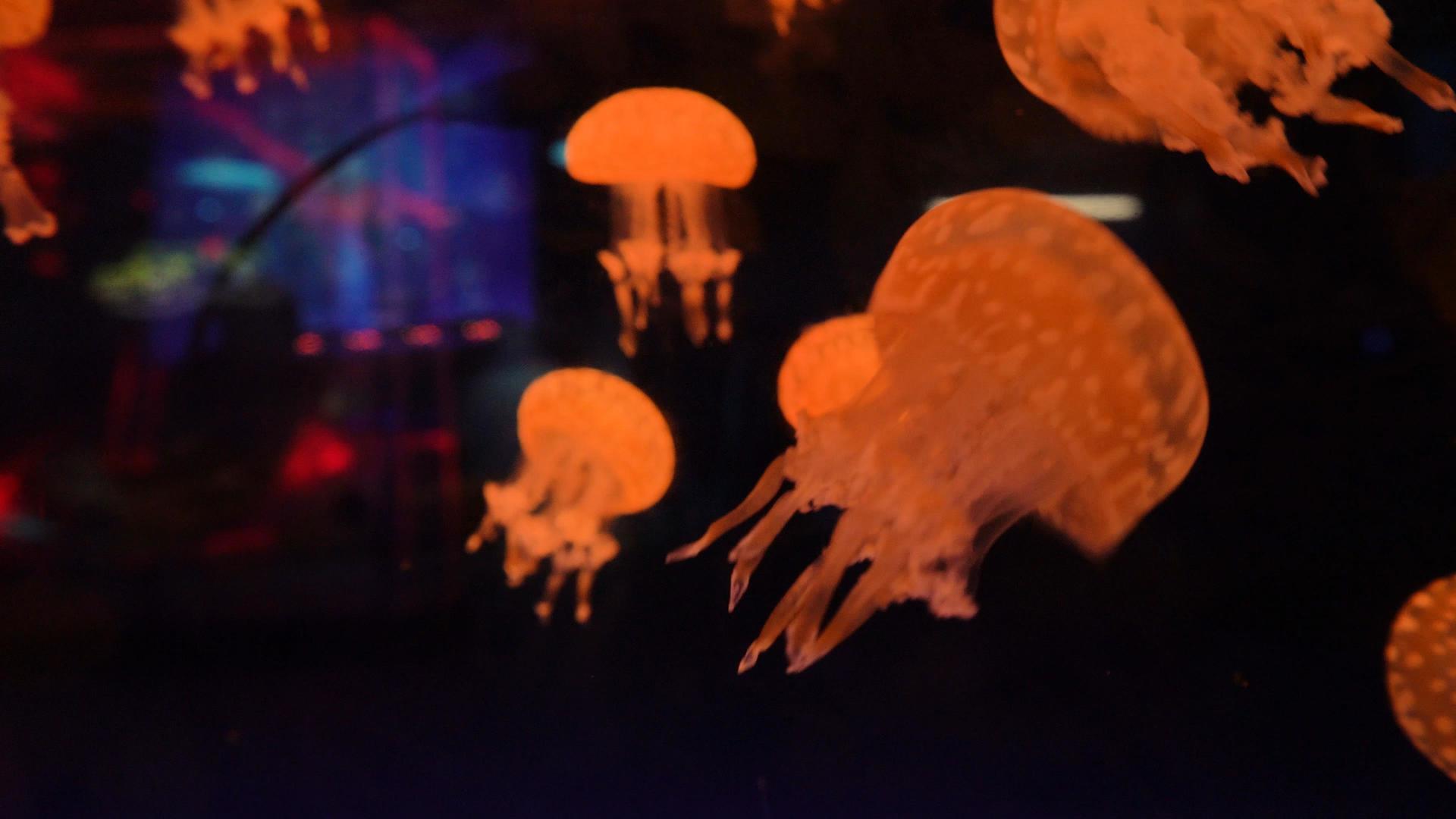 4k移动的水母视频的预览图