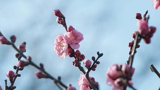 春季枝头桃花发芽开放实拍视频的预览图