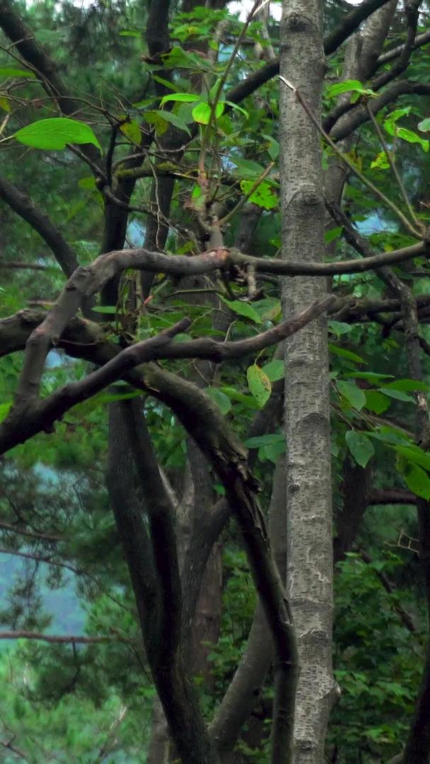 野生动物猴子坐在树上马？视频的预览图