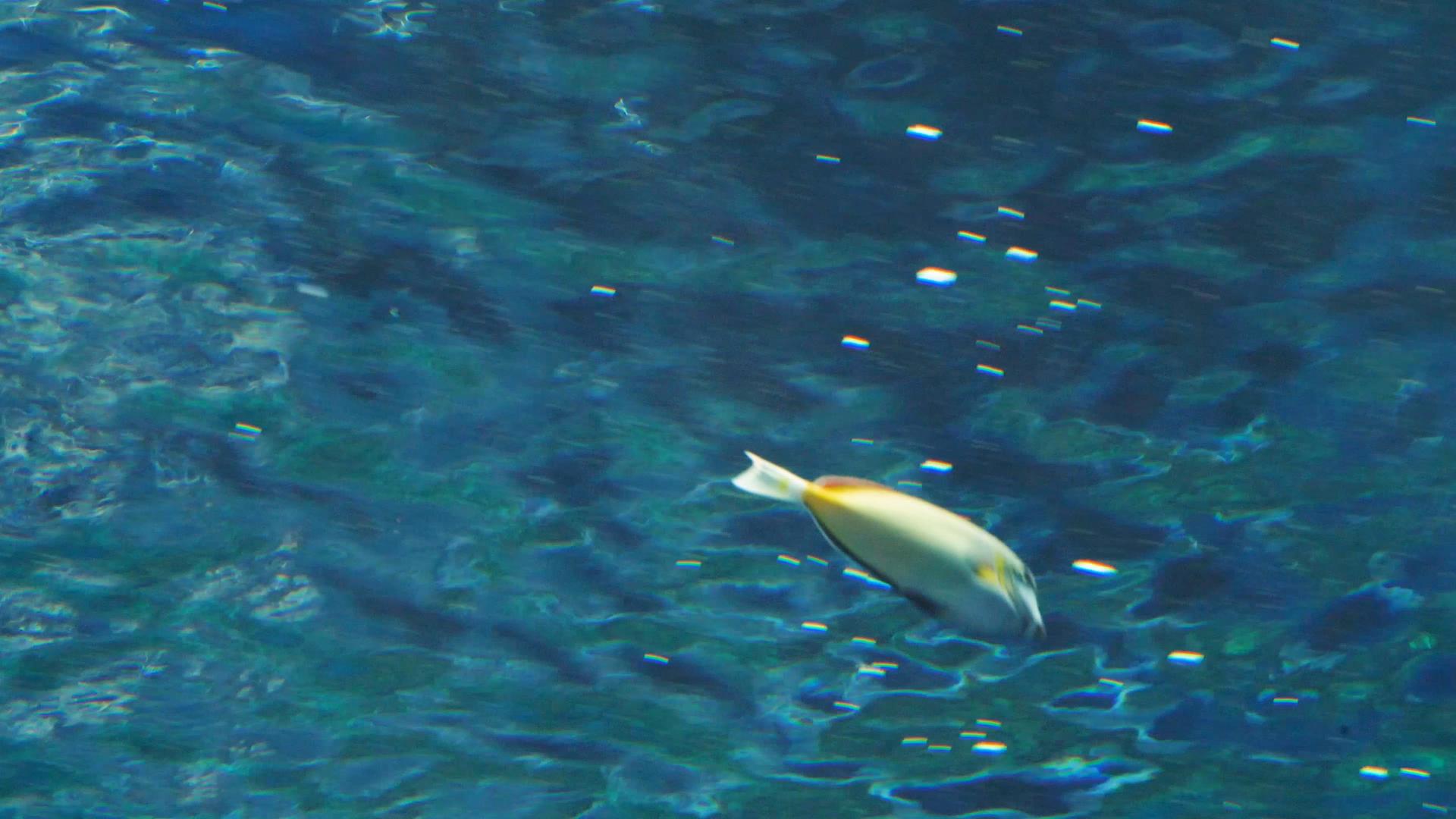 4k在水中浮潜的鱼视频的预览图