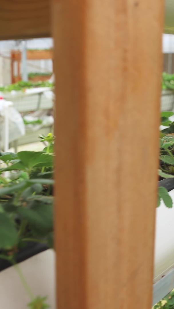 草莓正在温室里生长视频的预览图