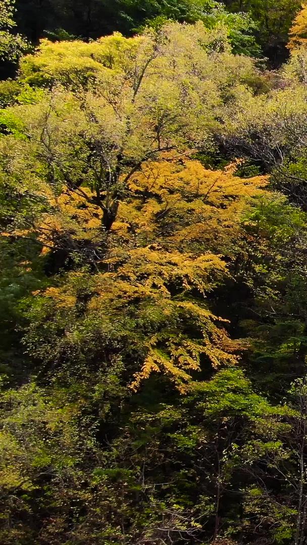 川西旅游景区米亚罗秋季彩林航拍视频视频的预览图