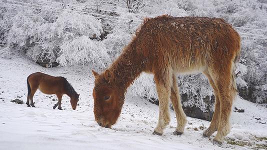 雪山吃草的小马驹视频的预览图