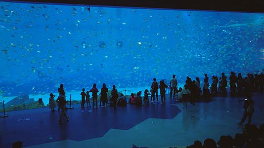 4k人群聚集在海洋馆玻璃窗前看水下表演视频的预览图