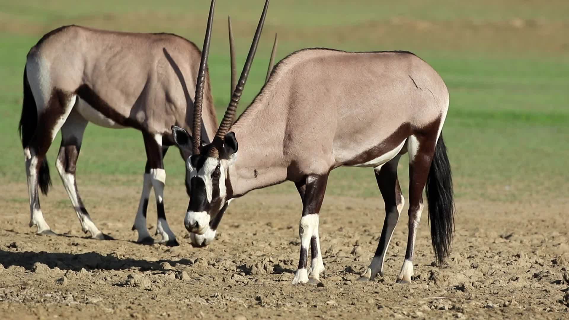 宝石羚羊食用咸土视频的预览图