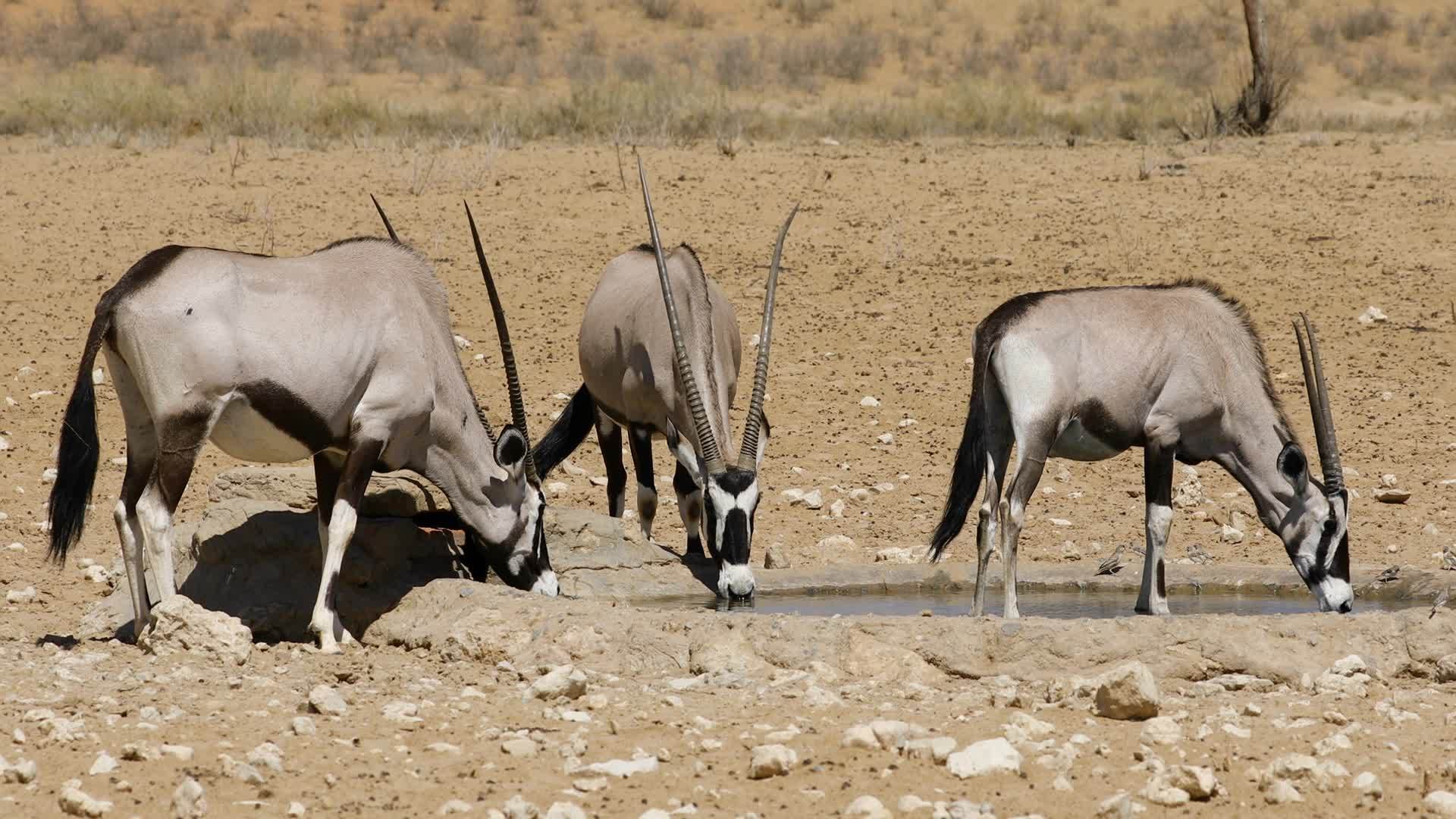 大羚羊饮水视频的预览图