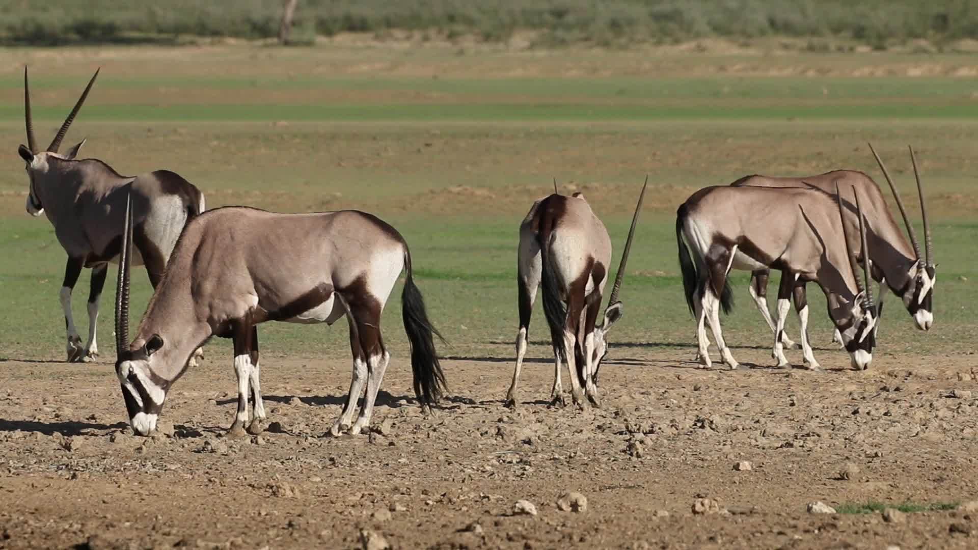 宝石羚羊食用咸土视频的预览图