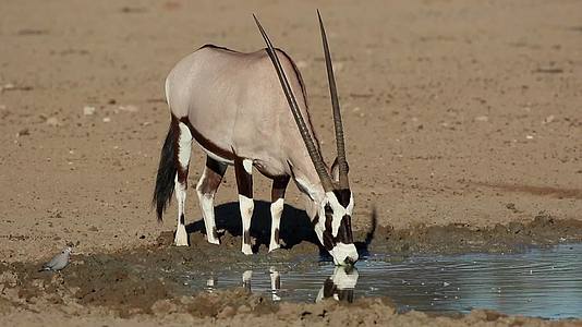 geresbokantellope卡拉哈里沙漠饮用水视频的预览图