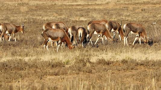牛头羚在草原上放牧视频的预览图