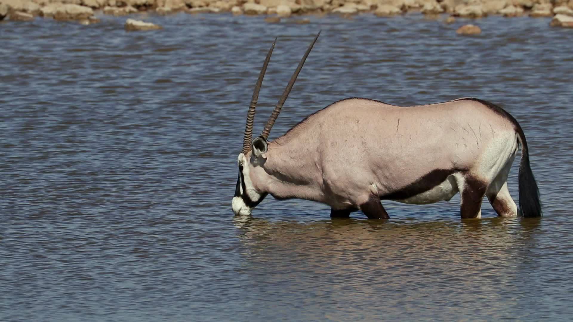 国家公园的羚羊视频的预览图
