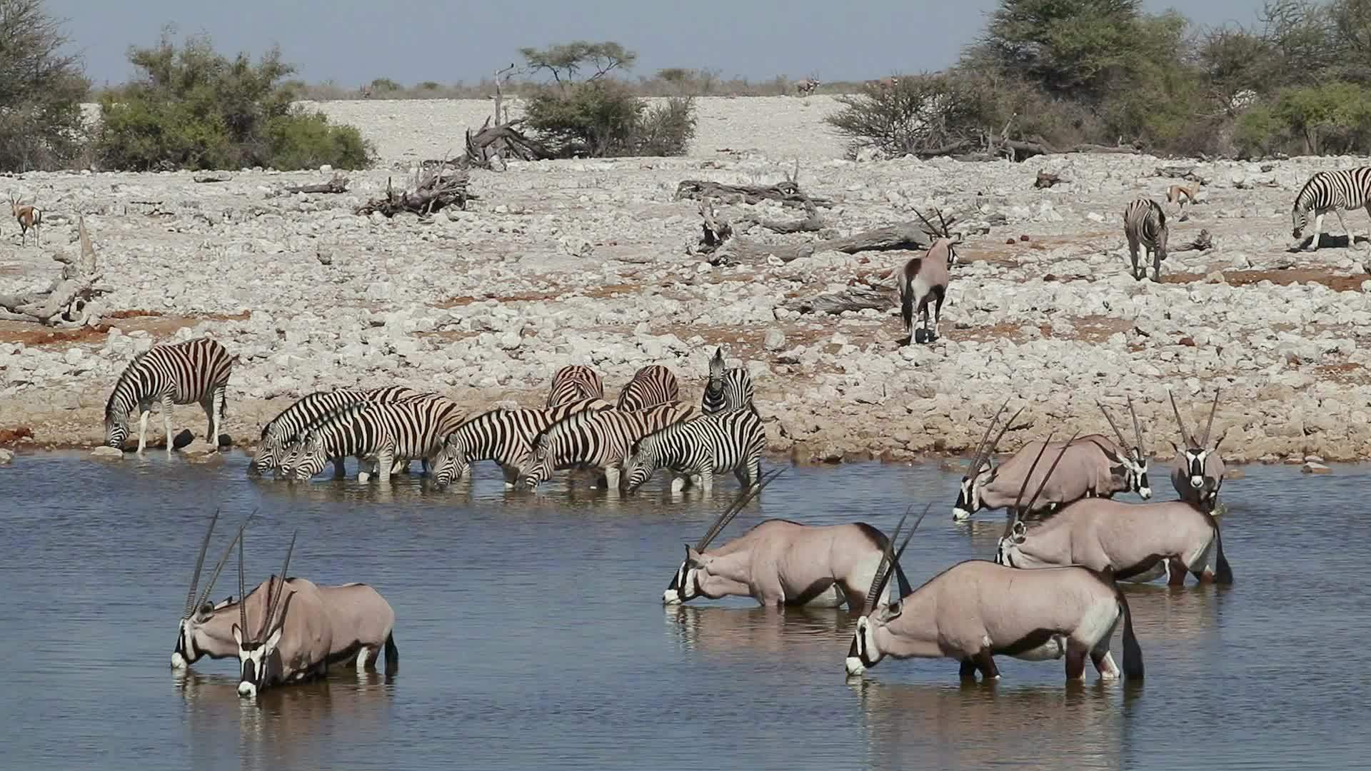 geresbok和zebras饮用水etosha国家视频的预览图