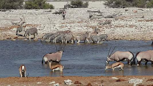 一个水坑etosha国家公园的非洲野生动物视频的预览图