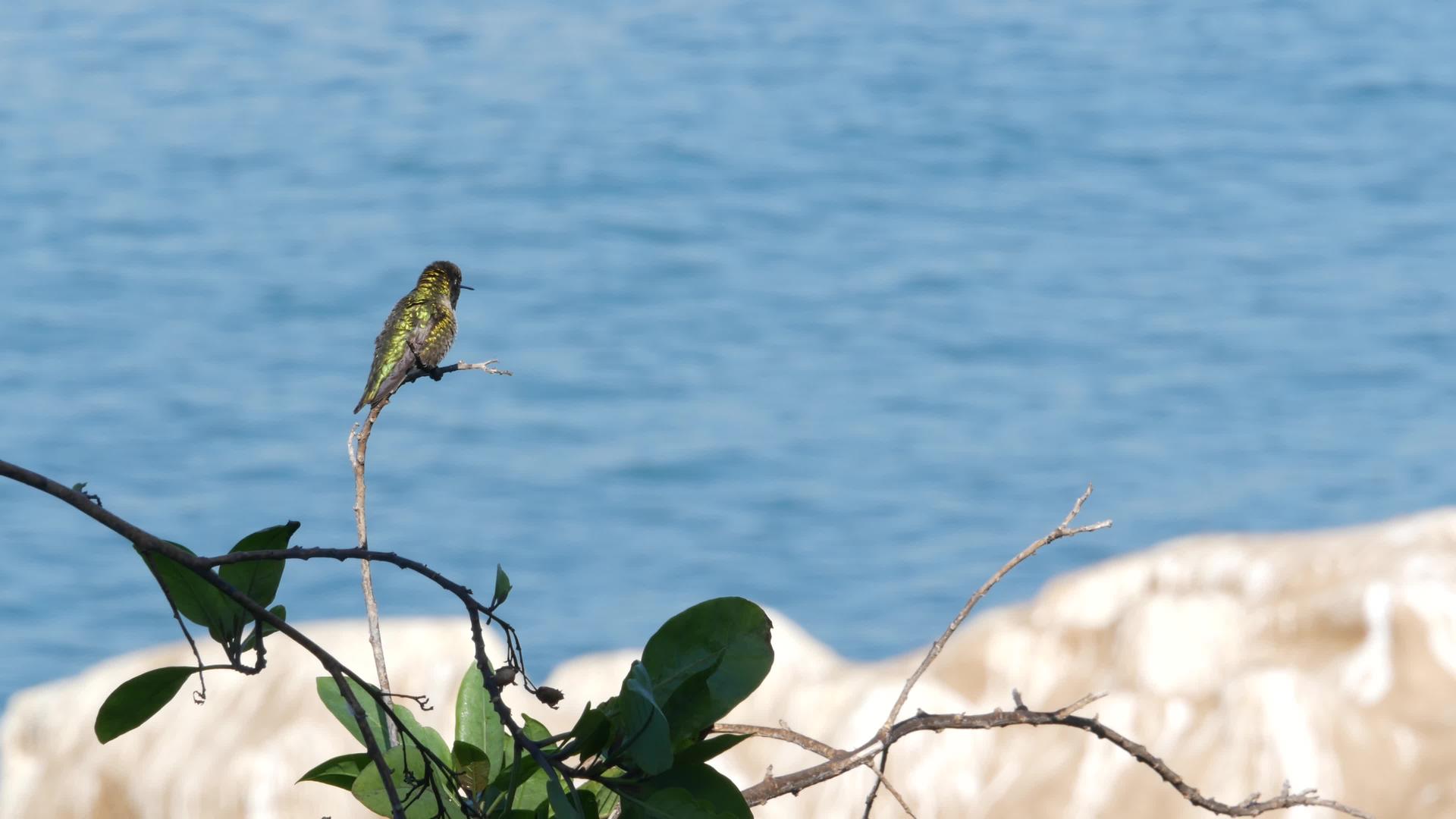 叶间的小蜂鸟Colibri和太平洋水靠近大海视频的预览图
