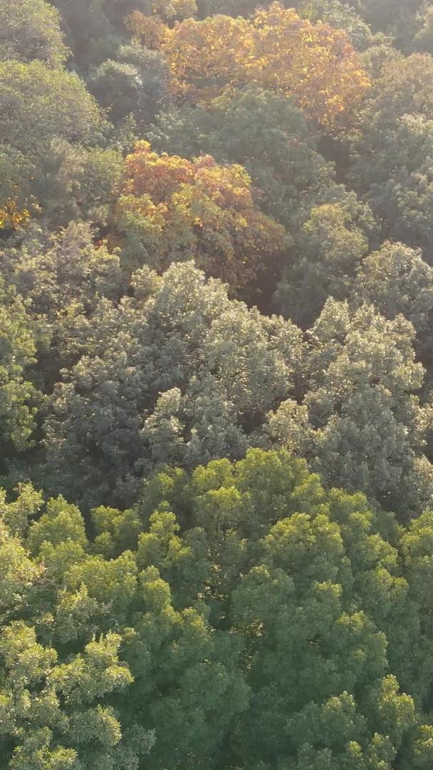 秋季航拍城市树林色彩旅游素材视频的预览图