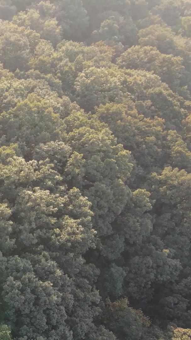 秋季航拍城市树林色彩旅游素材视频的预览图