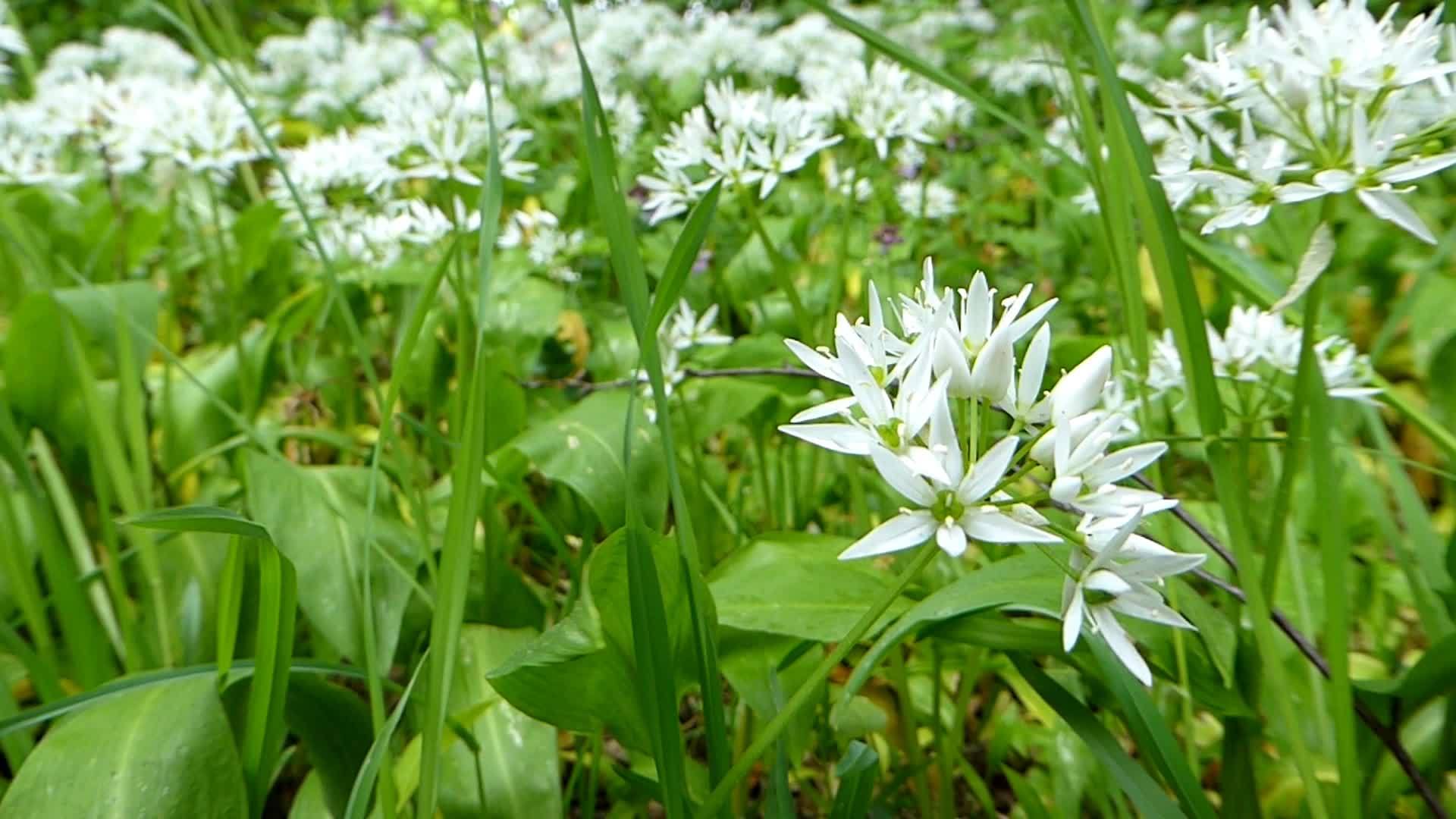 春天大蒜的花朵在德国视频的预览图
