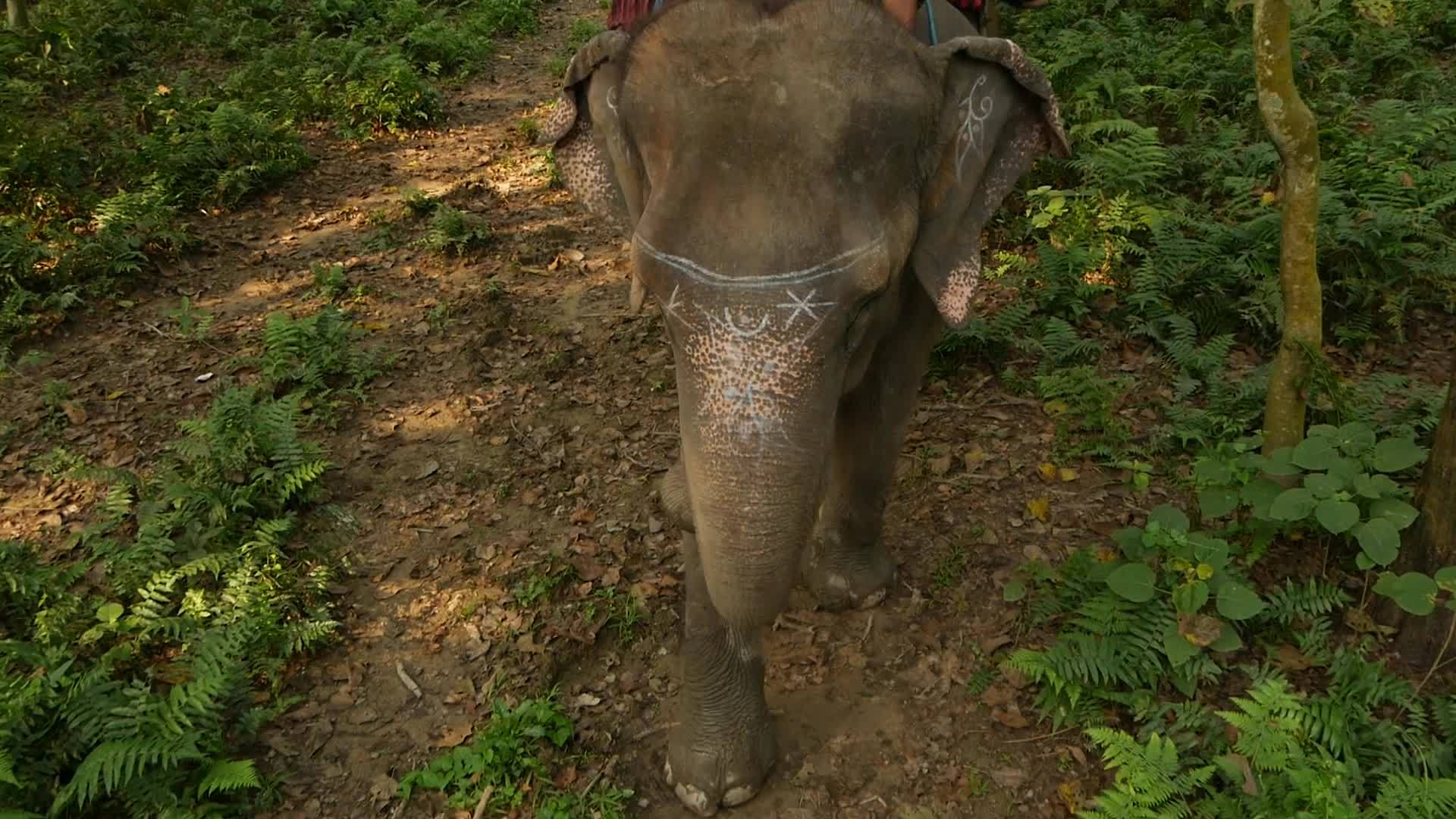 在尼泊尔奇旺国家公园有徒步旅行的游客在野生动物公园观察视频的预览图