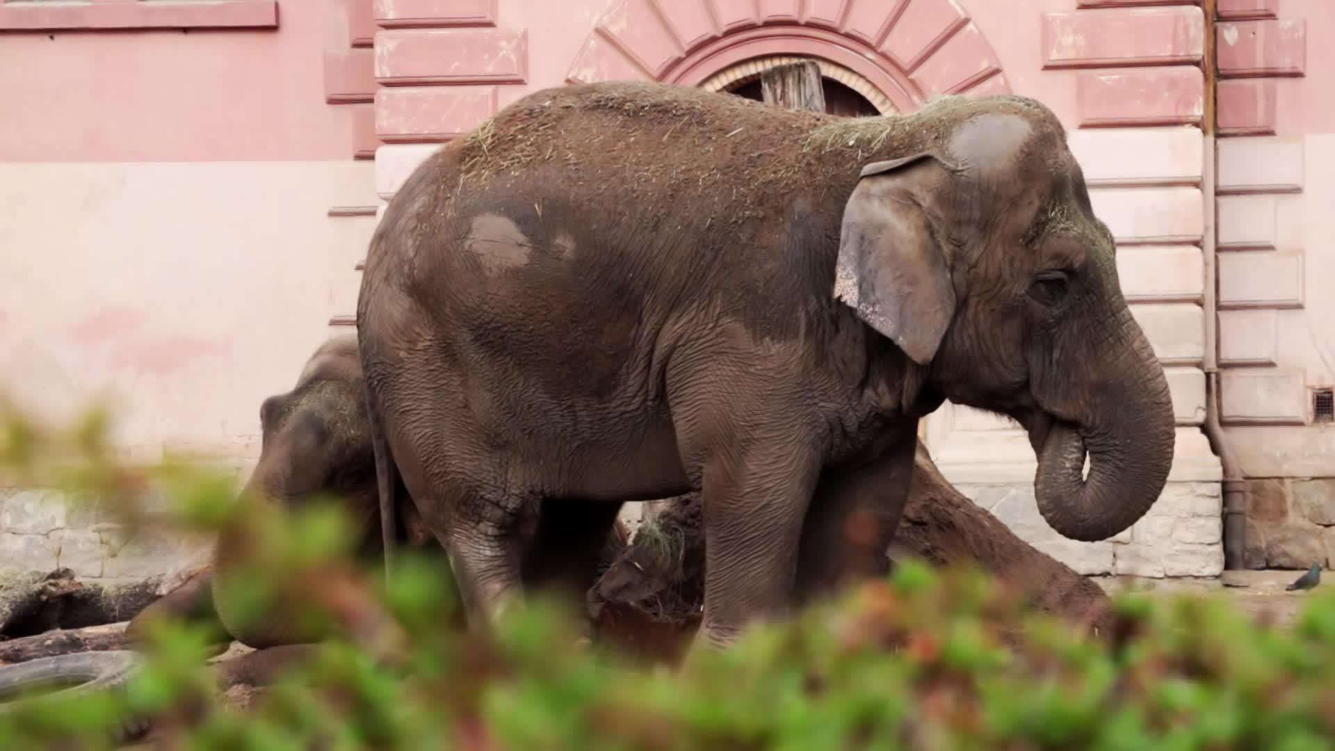 公园里有两头成年大象视频的预览图