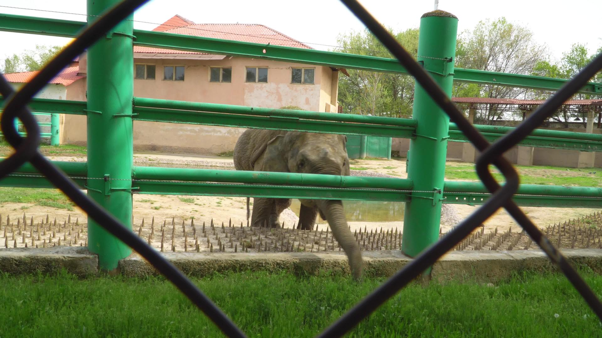 动物园里的大象视频的预览图