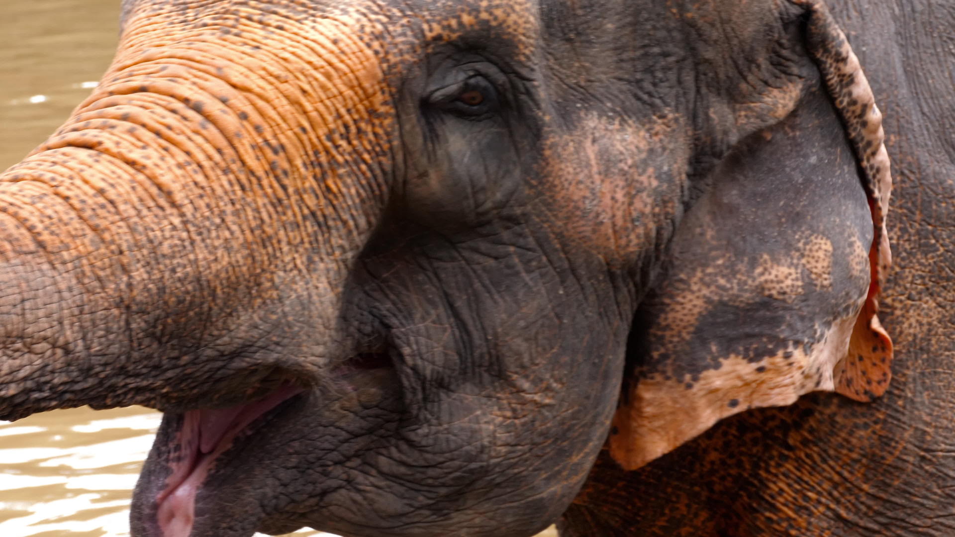 在国家公园喂大象视频的预览图