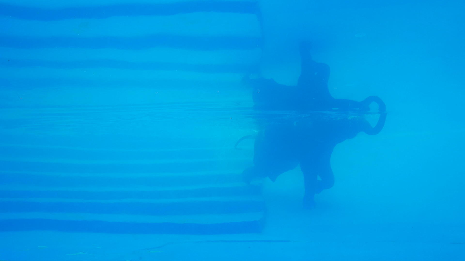 大象游泳婴儿在水族馆动物园的游泳池里取水视频的预览图