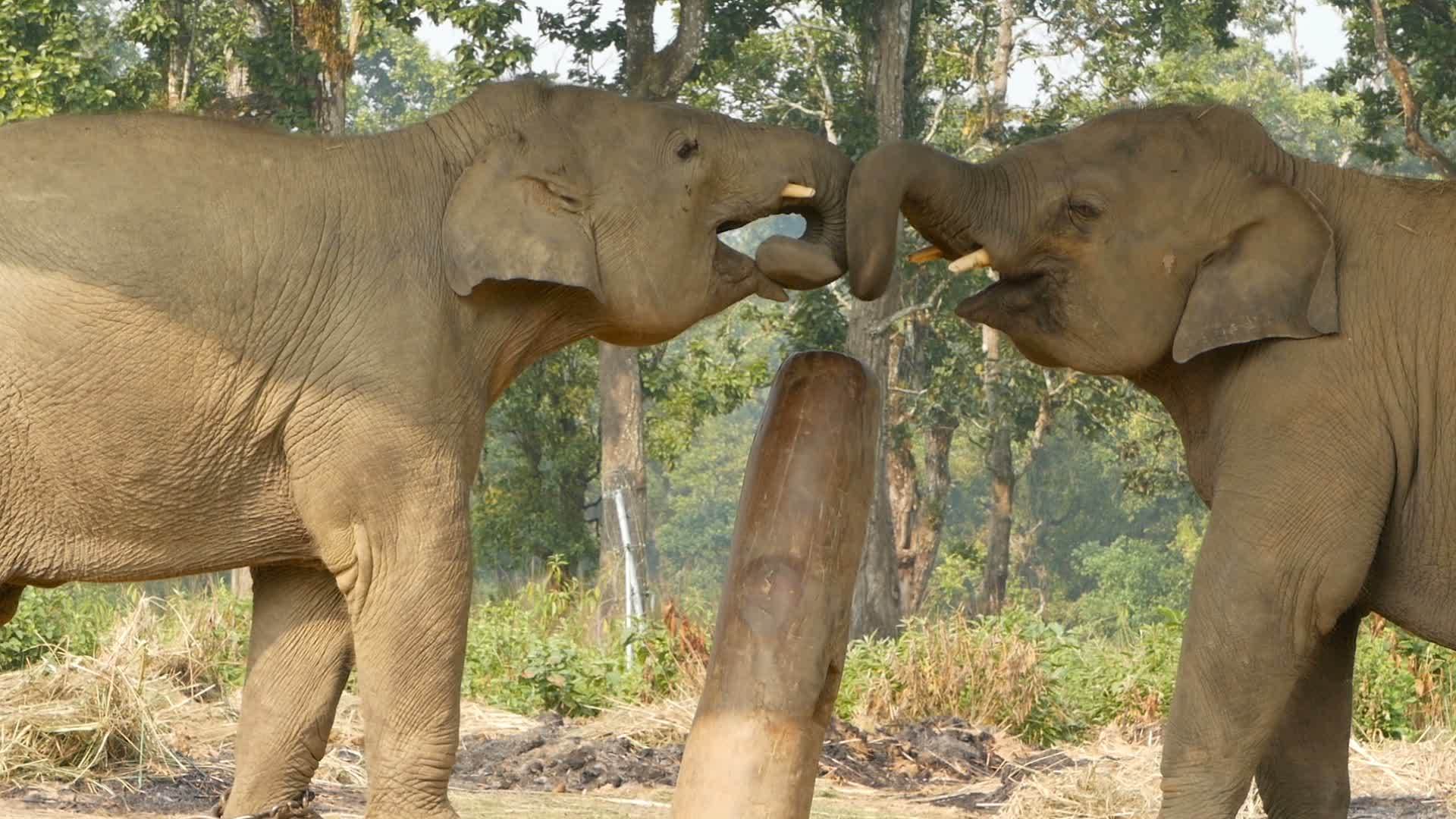 Chitwan国家公园里在国家公园里互相玩耍视频的预览图